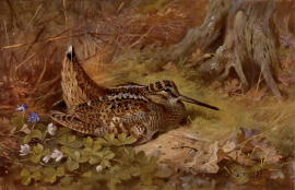 Archibald Thorburn Bird Prints and Game Birds and Shooting Pictures