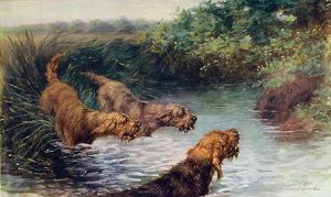 Maud Earl Dog Prints Otterhounds