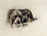 Maud Earl Dog Prints Otterhounds Otter Hunting engraving
