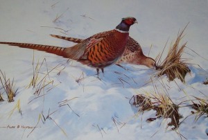 Alan B Hayman pencil signed print Pheasants