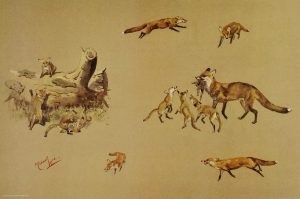 Michael Lyne prints Studies of Foxes