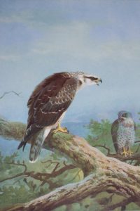 Archibald Thorburn prints Montagu Harrier