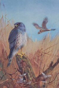 Archibald Thorburn prints Montagu Harrier