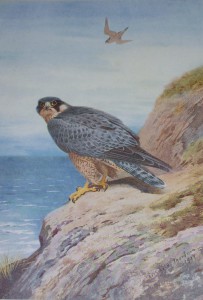 Archibald Thorburn prints Peregrine Falcon