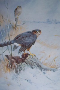 Archibald Thorburn Prints Sparrow Hawk