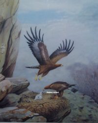 Richard Robjent Golden Eagles and young at their nest original pencil signed print