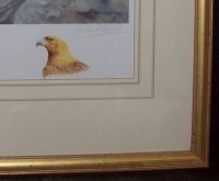 Richard Robjent Golden Eagles and young at their nest watercolour vignette