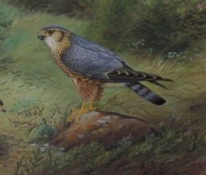 Richard Robjent Merlins print detail