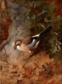 Archibald Thorburn Bird print Jay