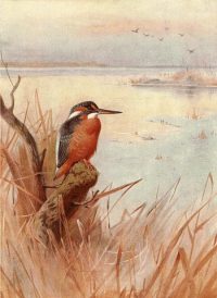 Archibald Thorburn Bird print Kingfisher