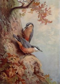 Archibald Thorburn Bird print Nuthatches