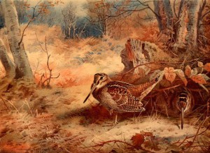 Archibald Thorburn Game Bird print Woodcock pencil signed picture