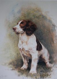 Springer Spaniel Print by Shirley Ann Caren Smith