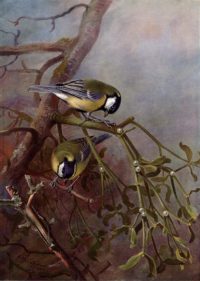 Archibald Thorburn Bird print Great Tits